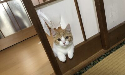 新築でもリフォームでもできます。障子の子どもや猫ちゃんのいたずら対策。