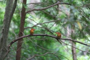 脱炭素社会を目指し住宅の省エネ性能の向上・普及をすると渡り鳥も安心できます。